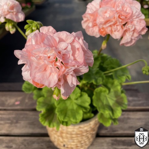 Pelargonium 'Sophie Emma' -  Pelargoon 'Sophie Emma' P9/0,55L